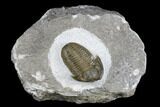 Bargain, Detailed Gerastos Trilobite Fossil - Morocco #173763-1